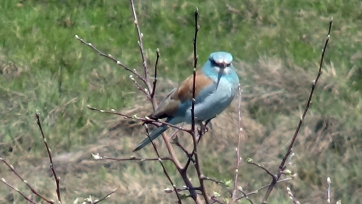 Yüksekova’da Gökkuzgun Kuşu Görüntülendi