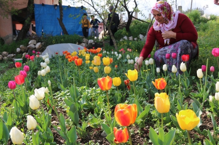 Laleler Çiçek Açtı