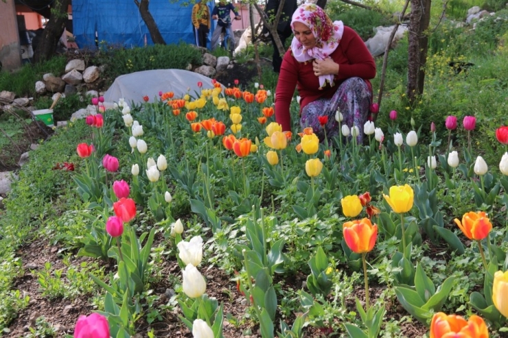 Laleler Çiçek Açtı