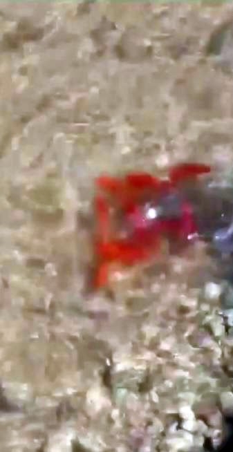 Abd Uyruklu Şahsa Baraj Gölünde İzinsiz Balıklandırma Yapmaktan 10 Bin Lira Ceza