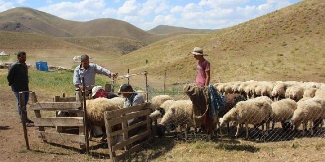 Şavak Aşireti Göçebe Çobanlık Yaparak Geçimlerini Sağlıyor