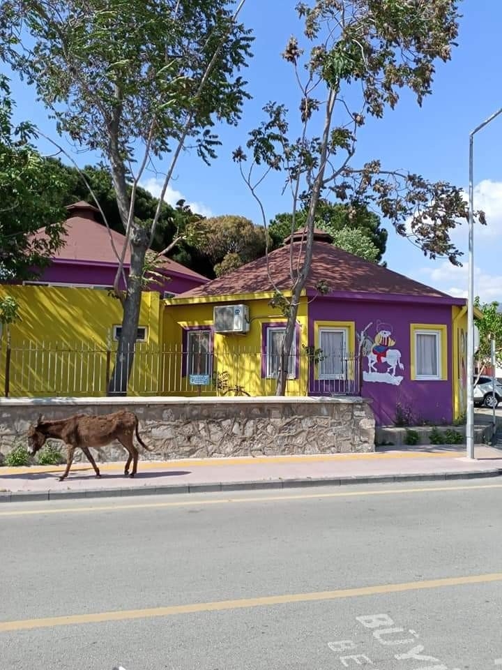 Yolunu Kaybeden Eşek, Sahibini Bekliyor