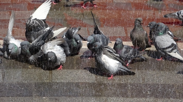 Sıcaktan Bunalan Güvercinlere Her Gün Böyle Banyo Yaptırıyor