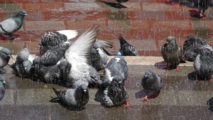 Sıcaktan Bunalan Güvercinlere Her Gün Böyle Banyo Yaptırıyor