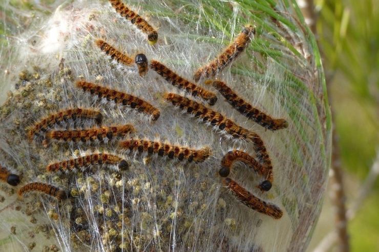 Tekirdağ’da Çam Kese Böceğiyle Mücadele