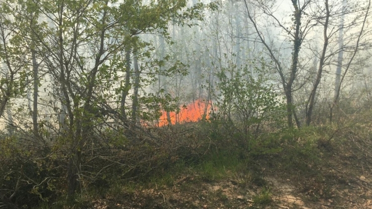 Tekirdağ’da Orman Yangını