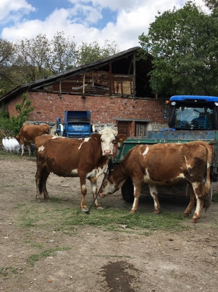 Ahır Yangınından Büyükbaş Hayvanlar Son Anda Kurtarıldı
