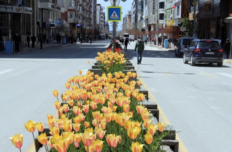 Van’da Şimdi ‘Lale Mevsimi’