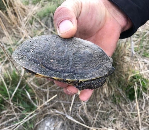 Su Kanalı Kenarında Alev Alan Sazlıklar Kısa Sürede Söndürüldü