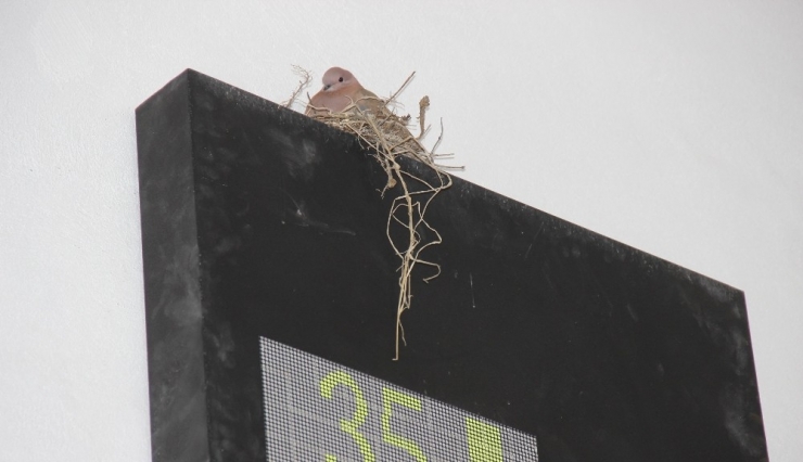 Otoparkın İçine Yuva Yapan Kuş İlgi Odağı Oldu