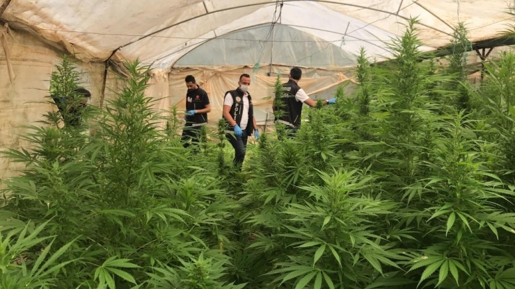 Adana’da Hint Keneviri Serasına Baskın