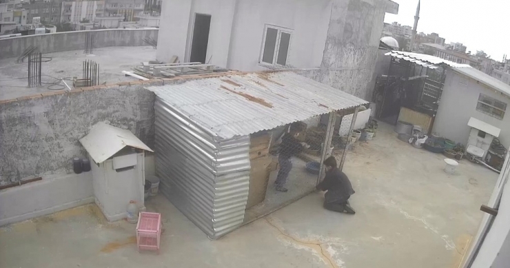 Güvercin Hırsızları Kameraya Yakalandı
