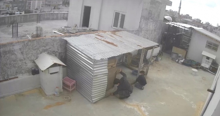 Güvercin Hırsızları Kameraya Yakalandı