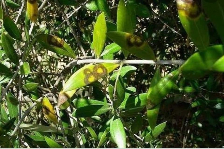 Aliağalı Zeytin Üreticilerine Önemli Duyuru