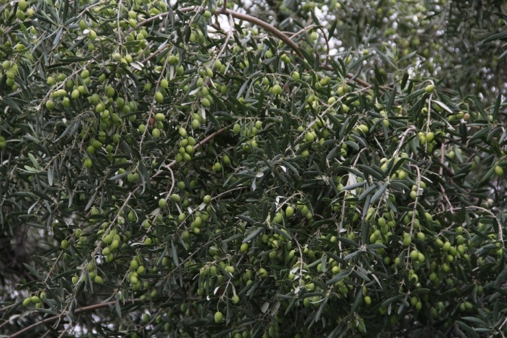 Aliağalı Zeytin Üreticilerine Önemli Duyuru