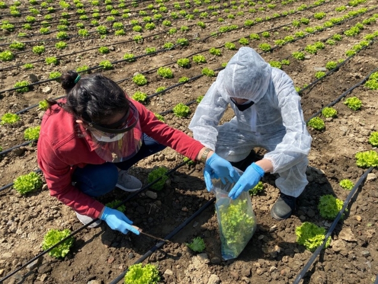 Balıkesir’de Gıdalar Sofraya Gelmeden Tarlada Denetleniyor