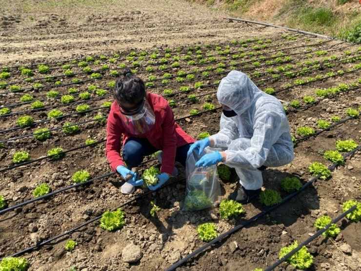 Balıkesir’de Gıdalar Sofraya Gelmeden Tarlada Denetleniyor