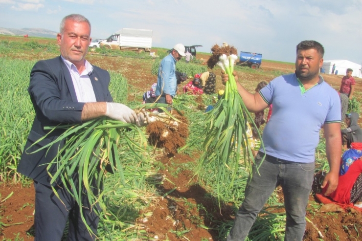 Beyaz Altının Hasadı Bereketli Başladı