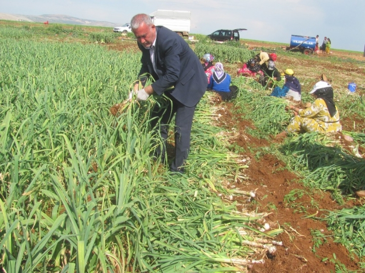 Beyaz Altının Hasadı Bereketli Başladı