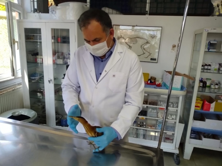 Sokak Köpeğini Ve Nesli Tükenmekte Olan Kuşu, Belediye Ekipleri Kurtardı