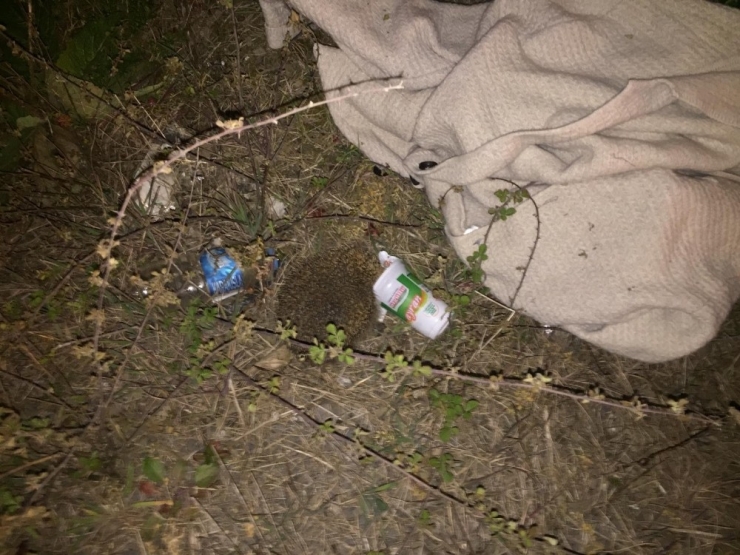 Başı Ayran Kutusuna Sıkışan Kirpiyi Veteriner Kurtardı