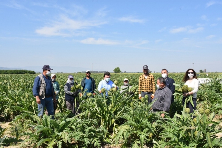 Kaymakam Şahin, Üreticileri Tarlada Ziyaret Etti