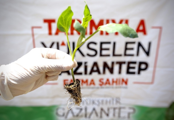 Büyükşehir 5 Milyon Fide Dağıtımını Tamamladı