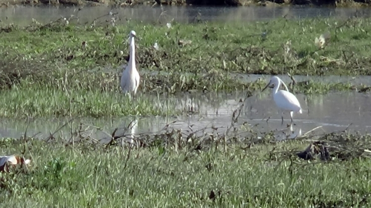 Nehil Sazlığı’nda Göçmen Kuş Yoğunlu