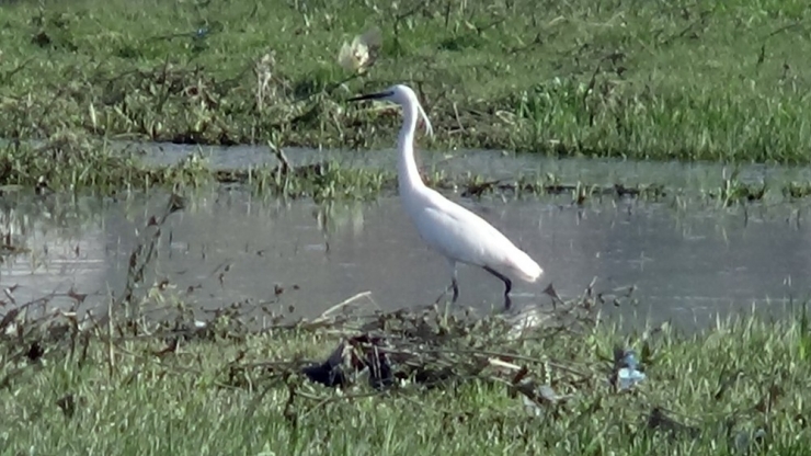 Nehil Sazlığı’nda Göçmen Kuş Yoğunlu