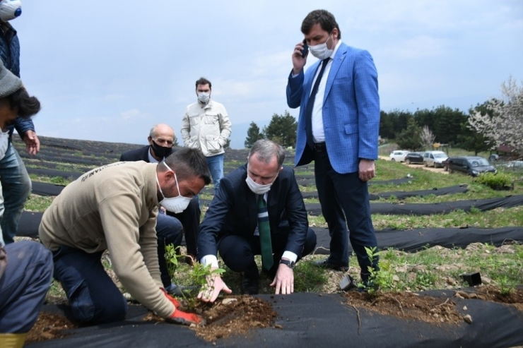 İnegöl Yaban Mersininin Merkezi Olacak