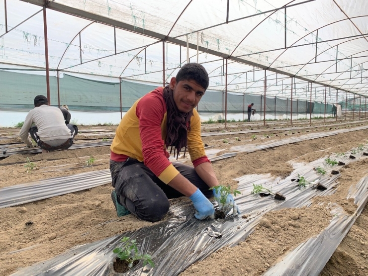 Isparta’da 1 Milyon 400 Bin Domates Fidesi Toprakla Buluşuyor