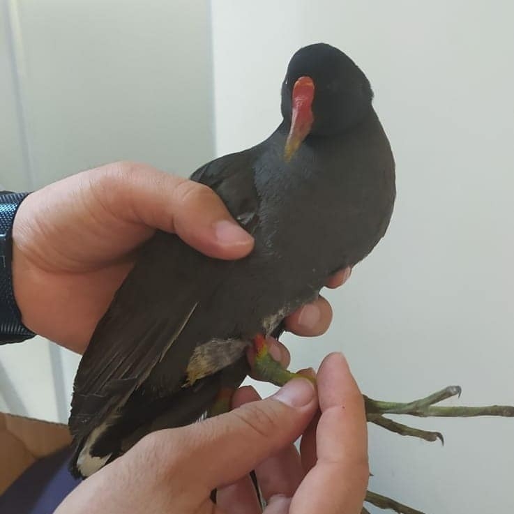 Tedavi Edilen Sutavuğu Kuşu Doğa Salındı