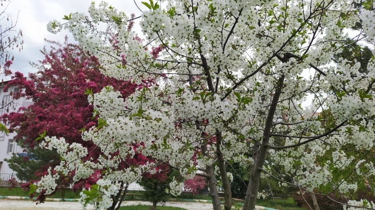 Kütahya’da İlkbahar Güzelliği