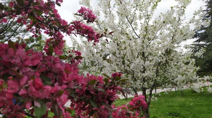 Kütahya’da İlkbahar Güzelliği