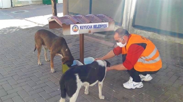 Kuyucak’ta Sokak Hayvanları Unutulmadı