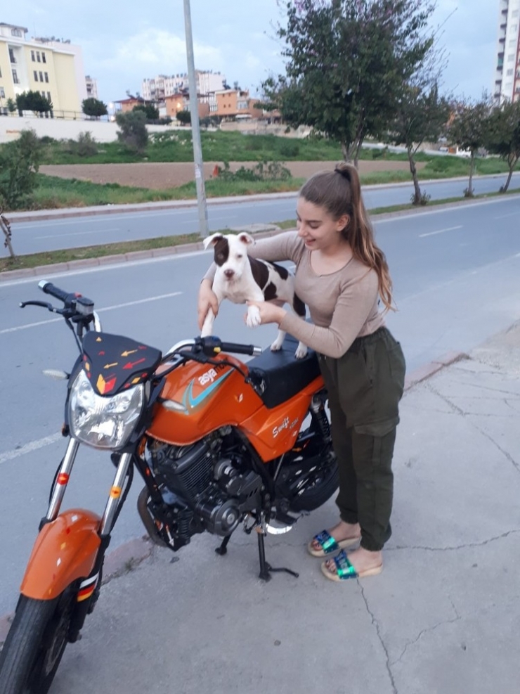 Genç Kız, Arabayla Köpeğine Çarpıp Kaçan Şahsın Yakalanmasını İstiyor