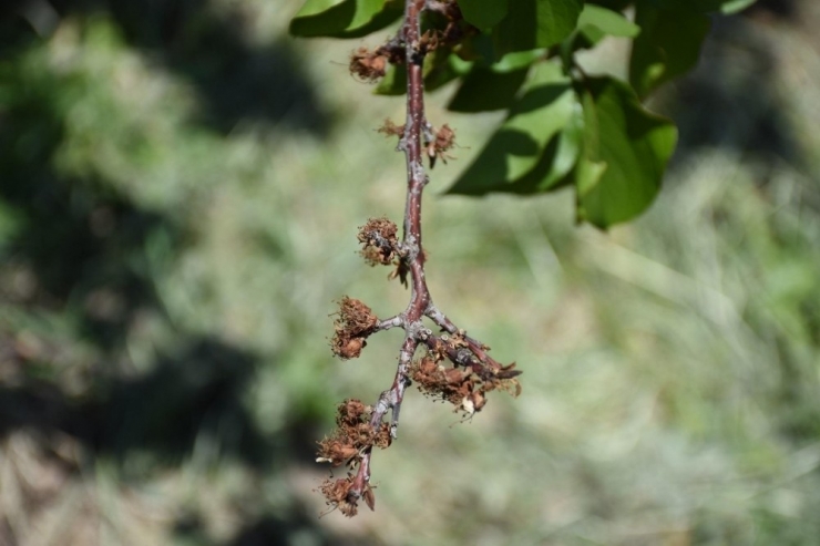 Mtü Ziraat Fakültesinden Kayısıda Çiçek Monilyası Raporu