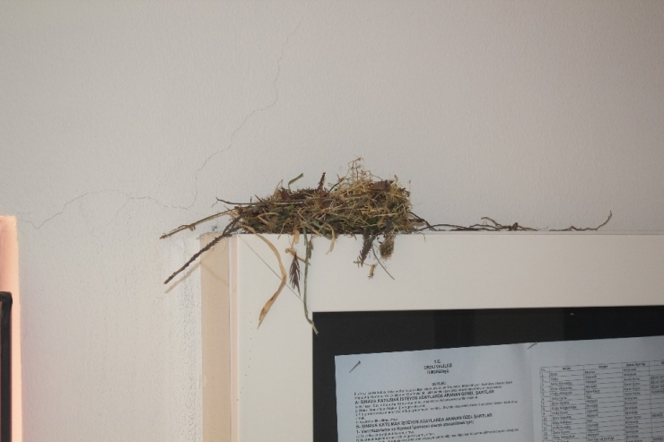 Çifte Kumruları Kimse Rahatsız Etmiyor