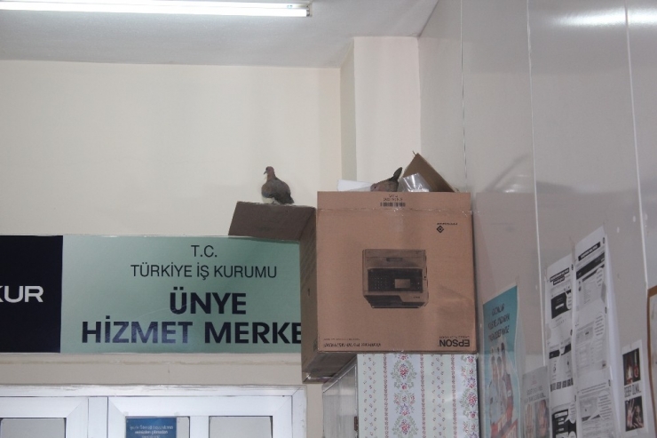 Çifte Kumruları Kimse Rahatsız Etmiyor