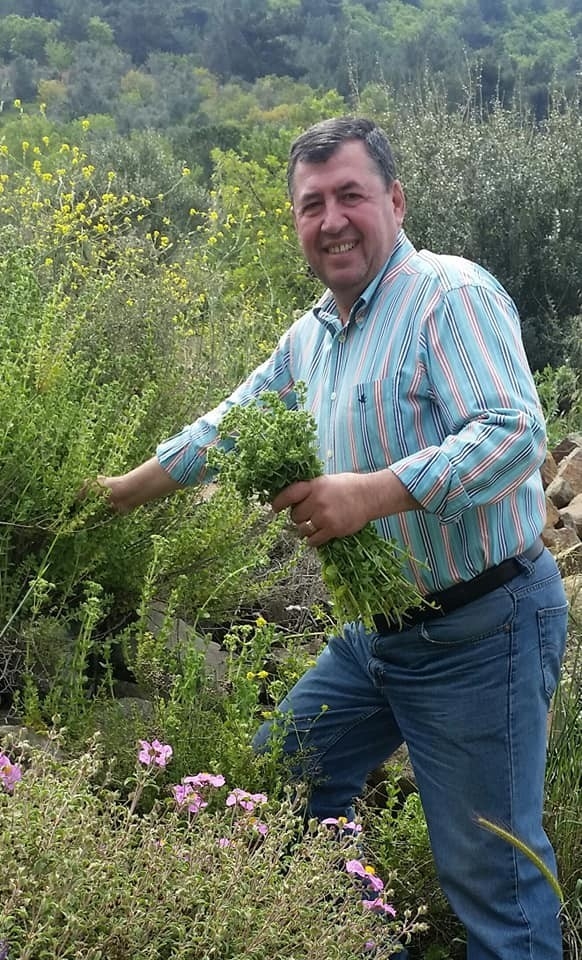 Burhaniye’de Kekik Hasadına Başlandı