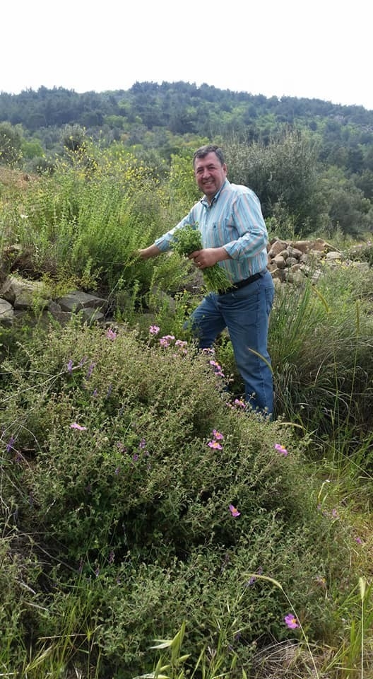 Burhaniye’de Kekik Hasadına Başlandı