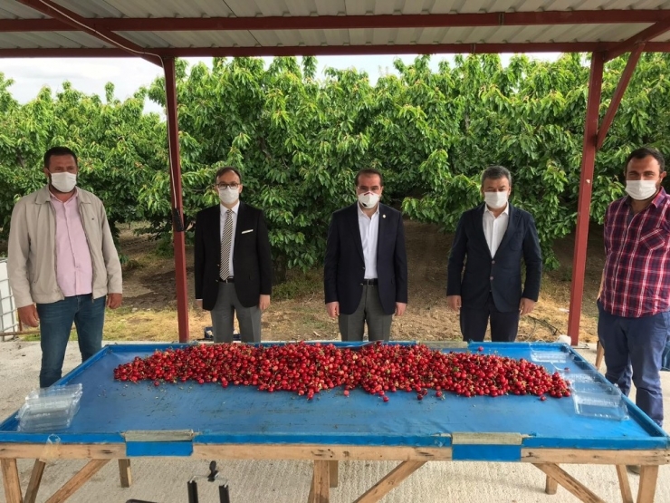 Bakan Pakdemirli, Kuzey Yarım Küre’nin İlk Kiraz Hasadına Katıldı