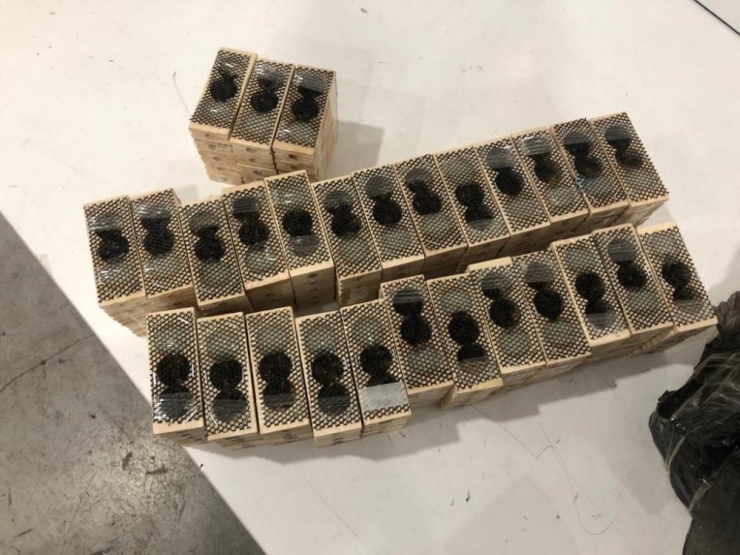 Sarp Gümrük Kapısı’nda Bin 500 Canlı Kraliçe Arı Ele Geçirildi