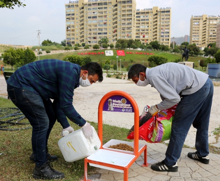 Toroslar Belediyesi, Her Gün Sokak Hayvanları İçin Beslenme Odaklarına Mama Bırakıyor