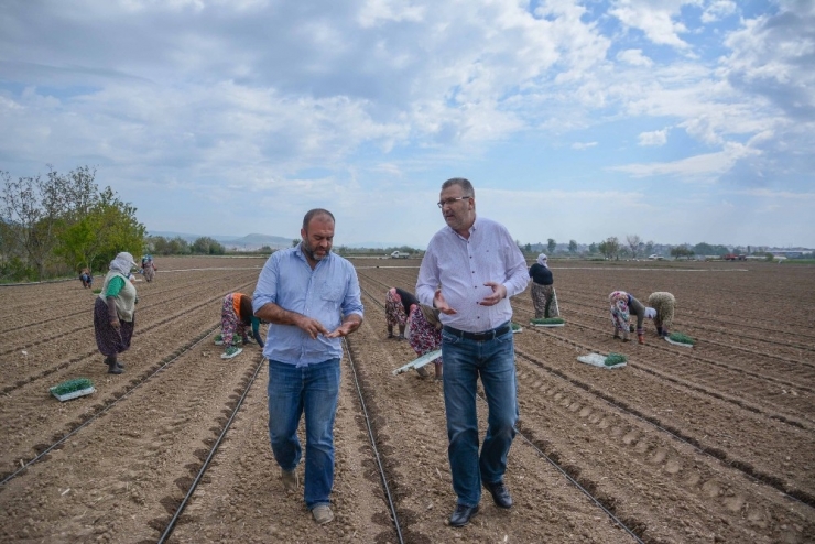 Karacabey’de Bu Yıl 1,3 Milyon Ton Domates Hasat Edilecek