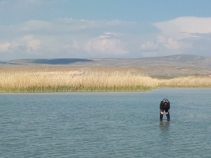 İnci Kefali Balığı İçin Çalışan Tarım Ekiplerinin Zor Anları