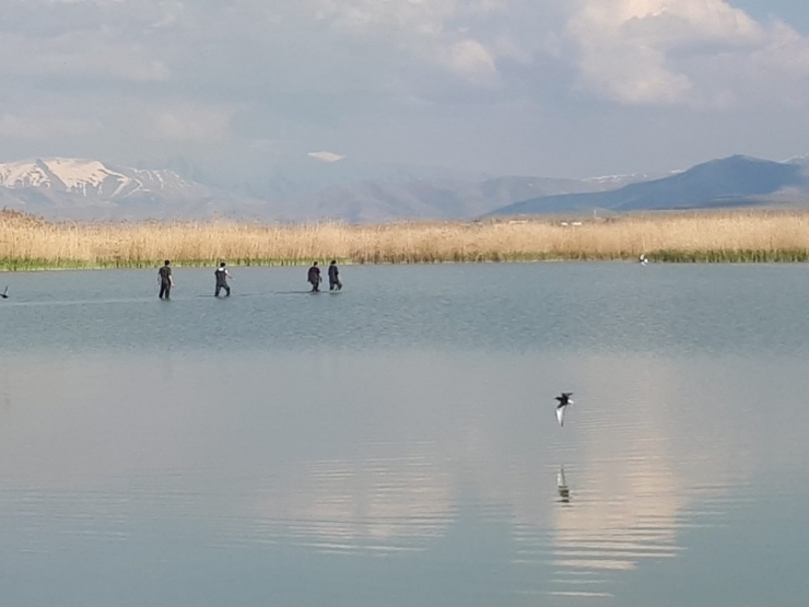 İnci Kefali Balığı İçin Çalışan Tarım Ekiplerinin Zor Anları