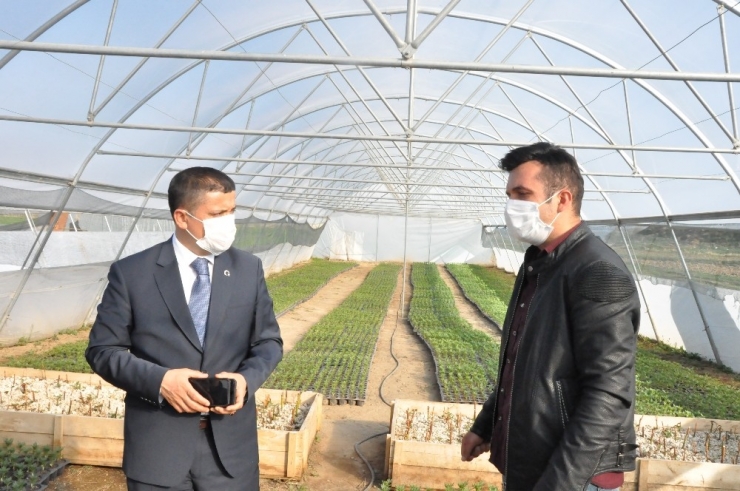 Erciş Belediyesinden Çiçek Üretimi