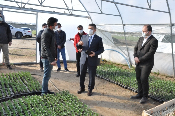 Erciş Belediyesinden Çiçek Üretimi