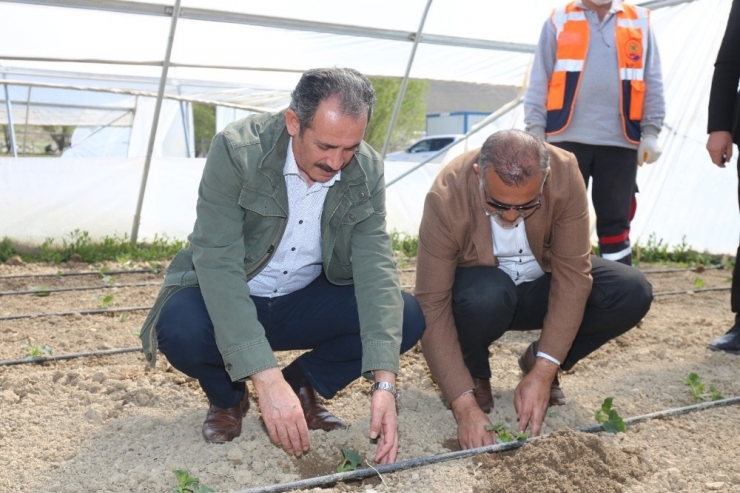 Başkan Tanış Fideleri Toprakla Buluşturdu